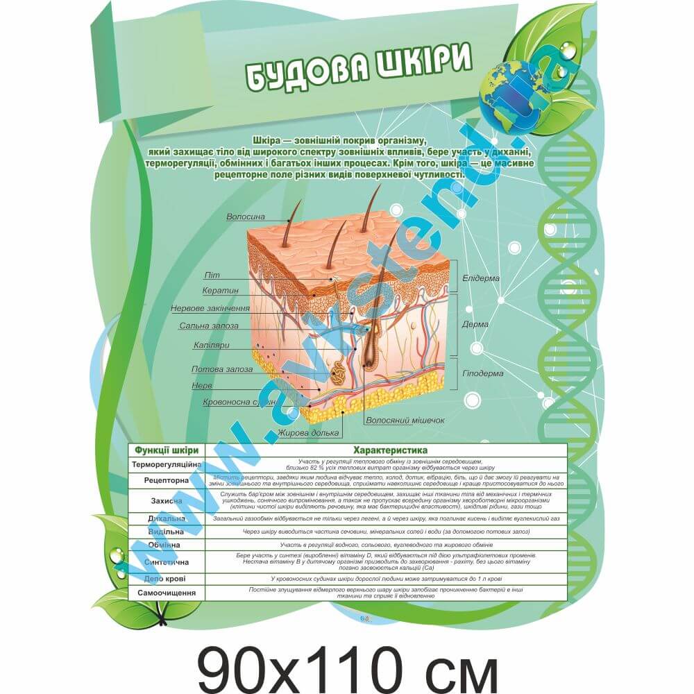Стенд "Будова шкіри"