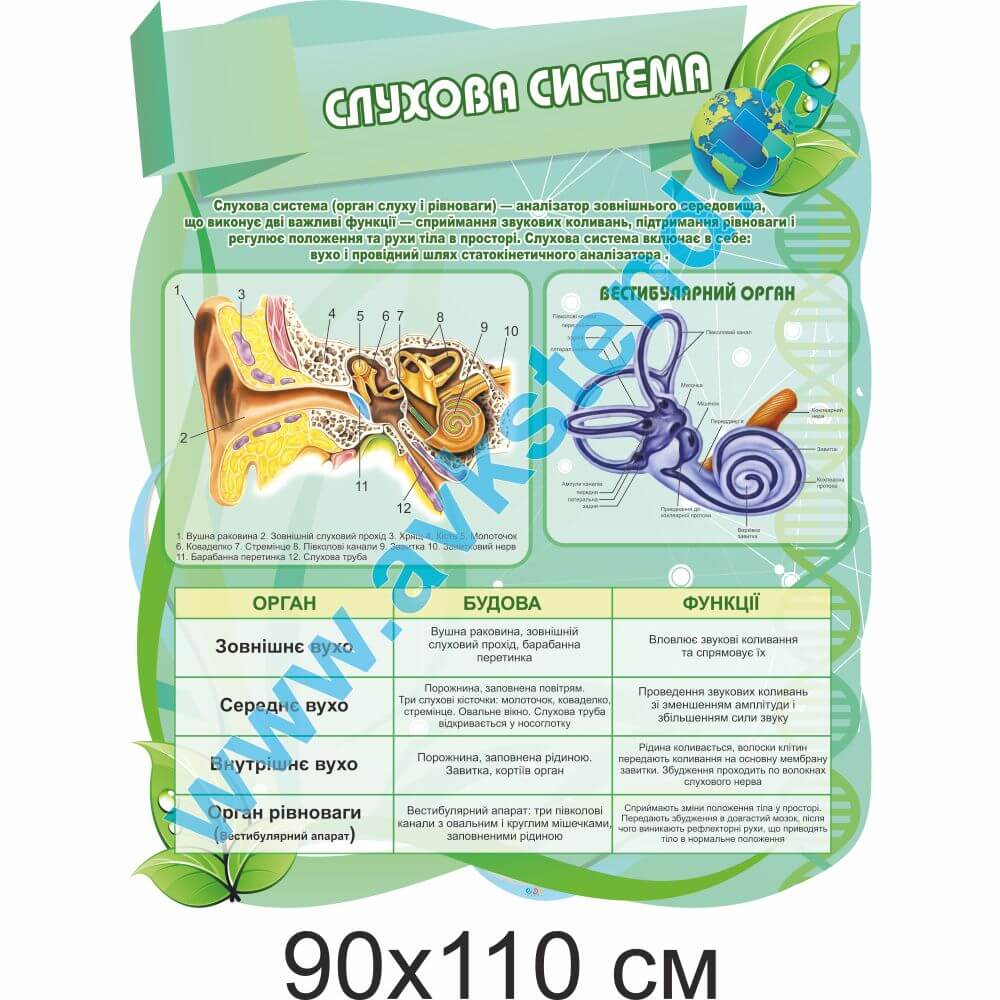 Стенд "Слухова система"