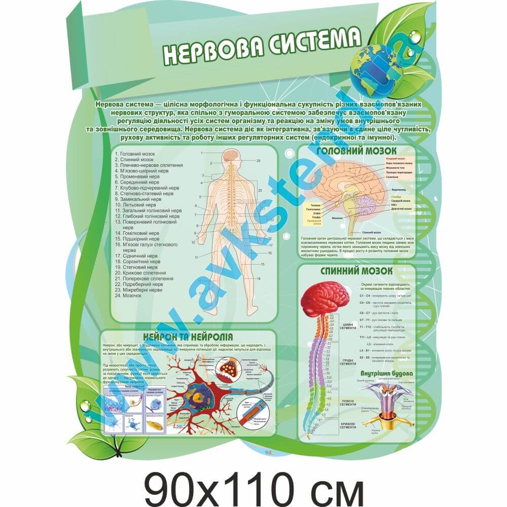 Стенд "Нервова система"