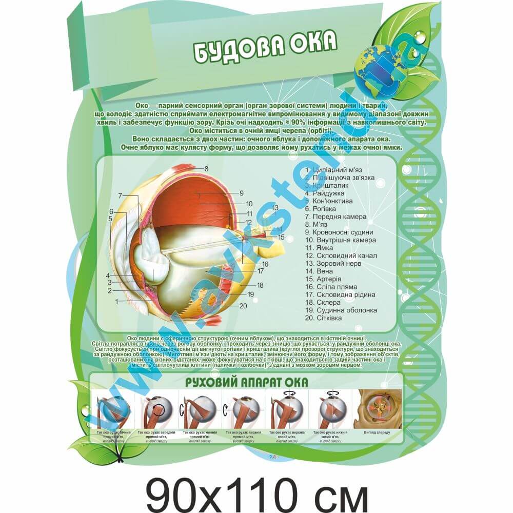 Стенд "Будова ока"