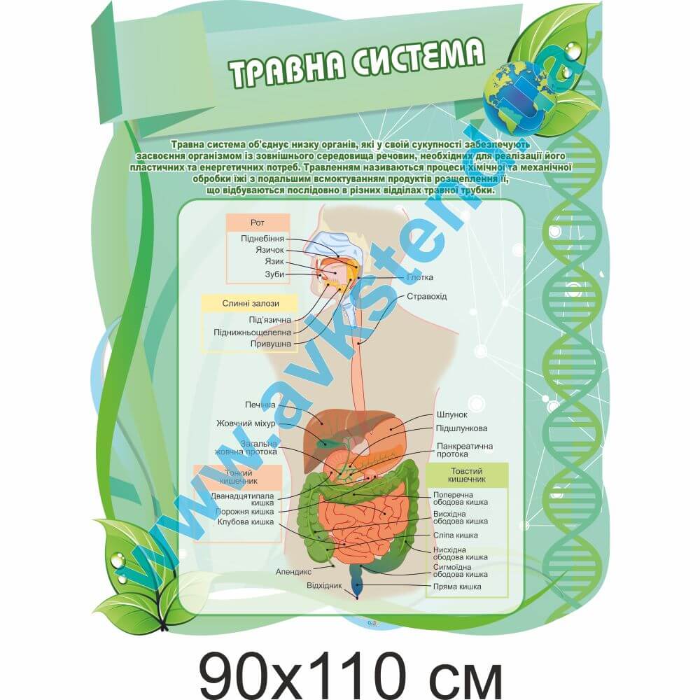 Стенд "Травна система"