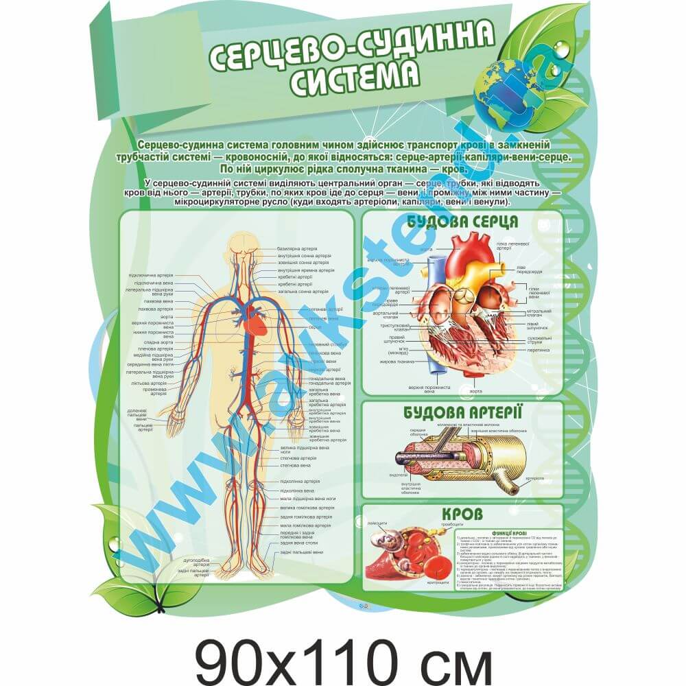 Стенд "Серцево-судинна система"