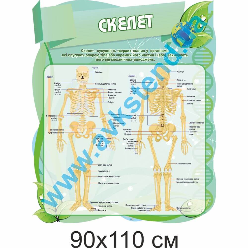 Стенд "Скелет"