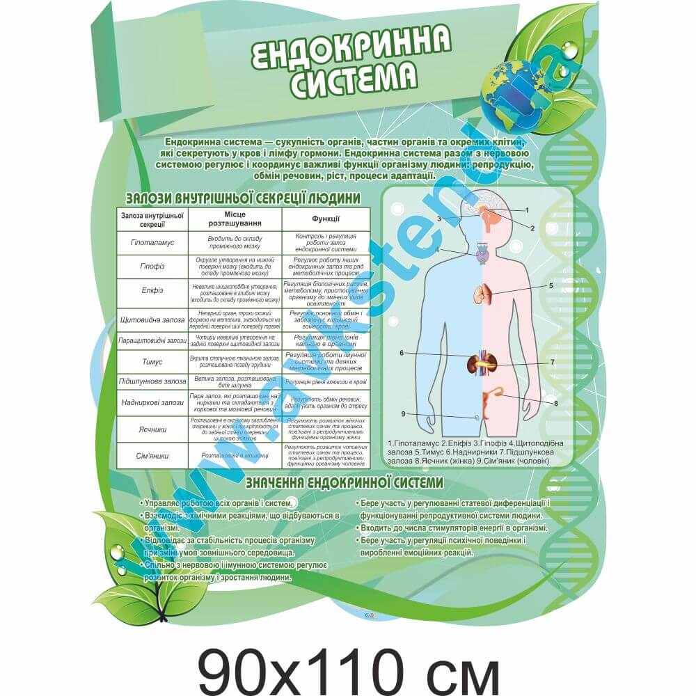 Стенд "Ендокринна система"