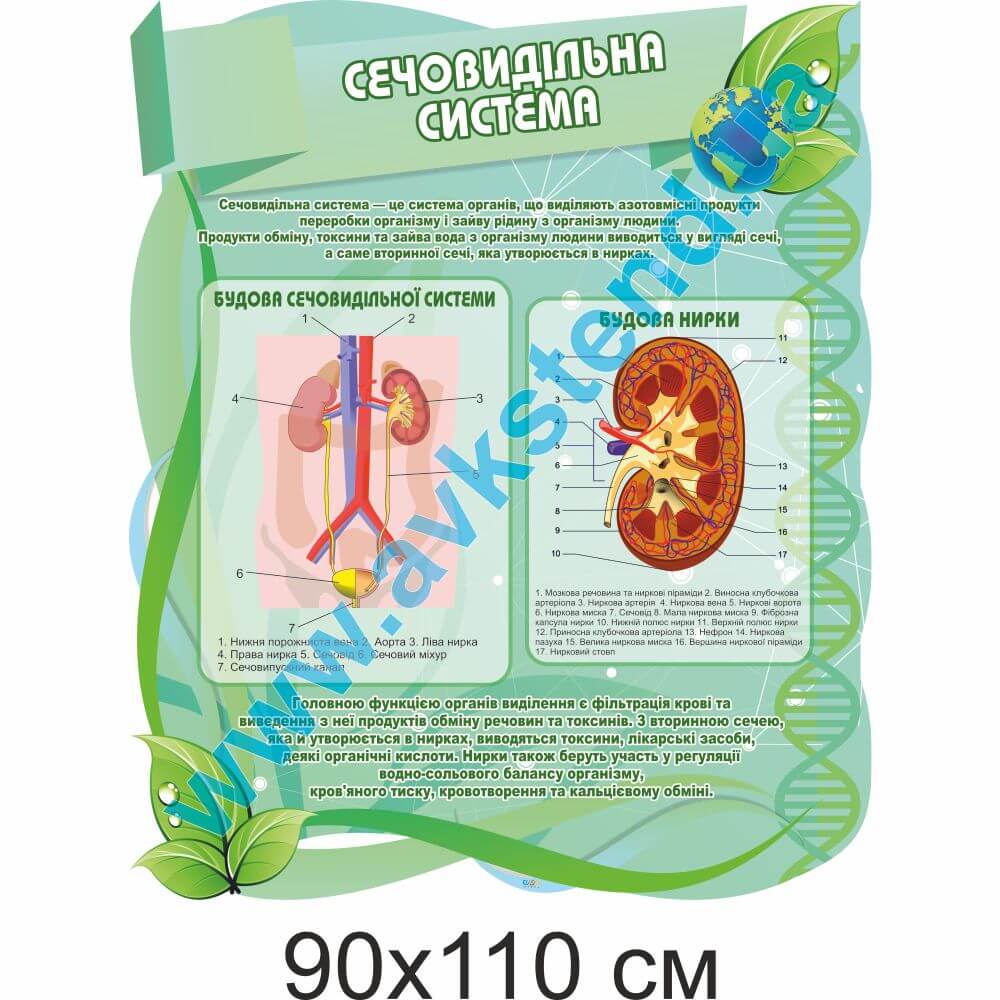 Стенд "Сечовидільна система"