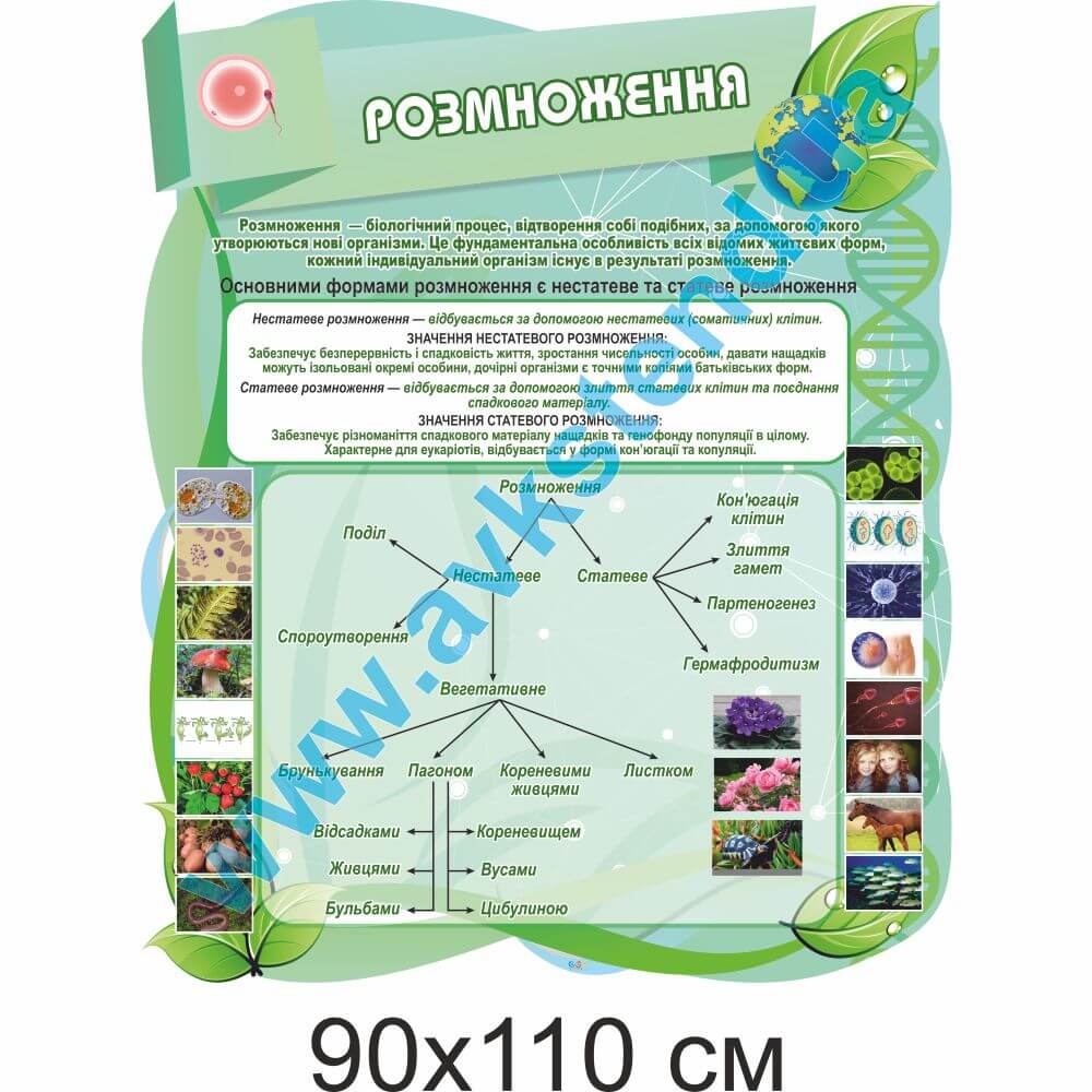 Стенд "Розмноження"