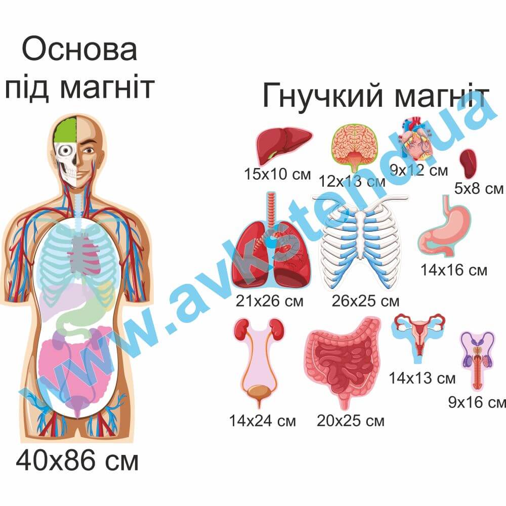 Магнітний посібник "Біологія людини"