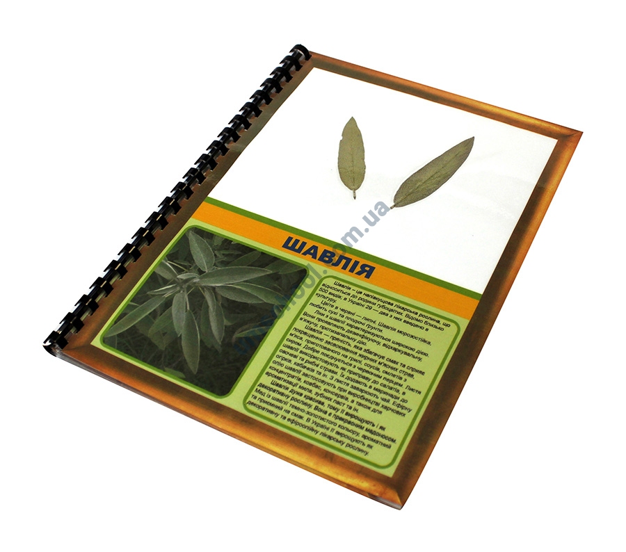 Гербарій «Лікарські рослини»