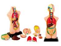 Внутрішній розріз тіла людини