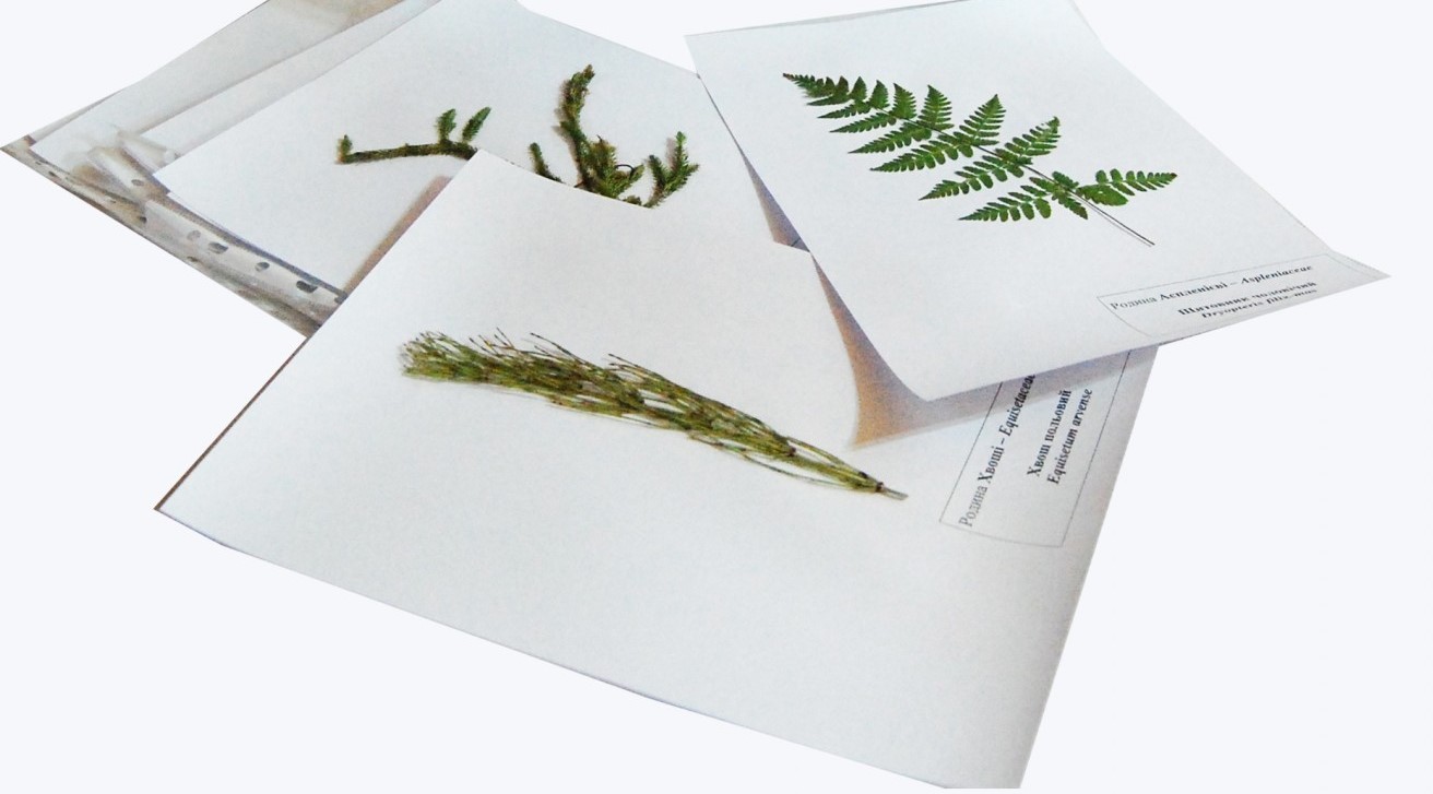 Гербарій “Систематика рослин. Вищі спорові та насінні рослини”
