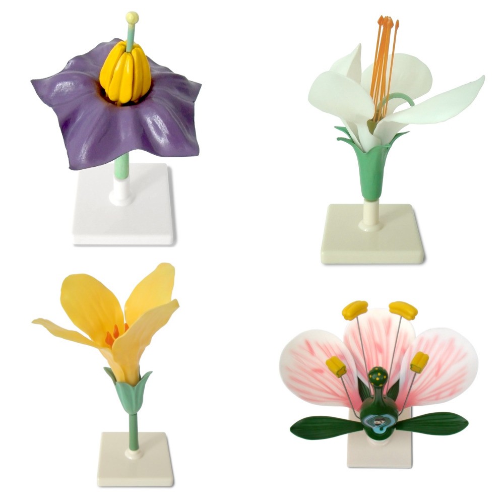 Квітки представників різних родин