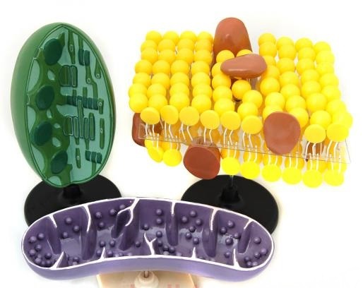 Органоїди клітини (набір)