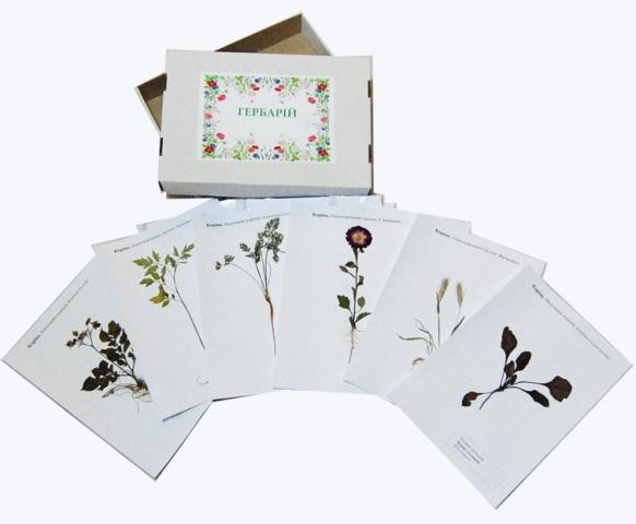 Гербарій «Рослини з різними типами кореневих систем»