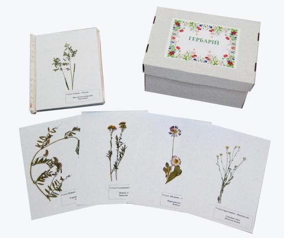 Гербарій «Відділ Покритонасінні (за родинами)»