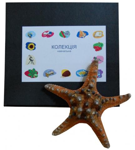 Колекція «Морська зірка»