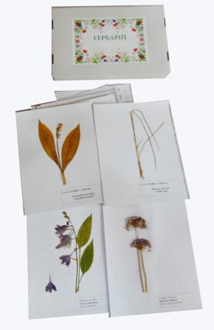 Гербарій «Лілійні та Цибулеві»