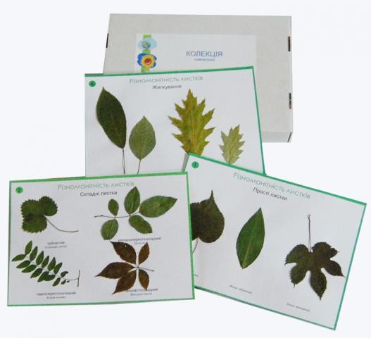 Гербарій "Різноманітність листків"