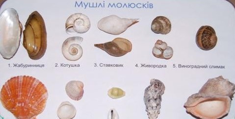 Колекція «Мушлі молюсків»