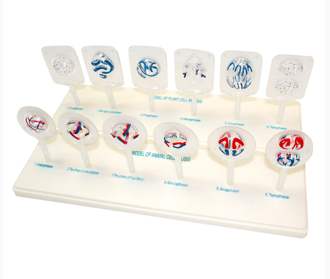 Схема рослинного та тваринного мейозу