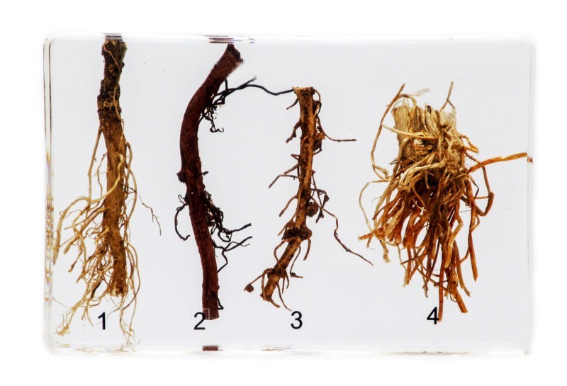 Види кореневих систем