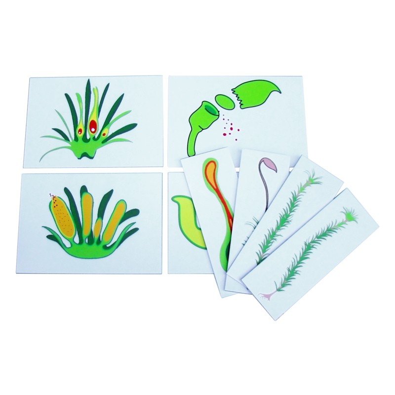 Розмноження моху