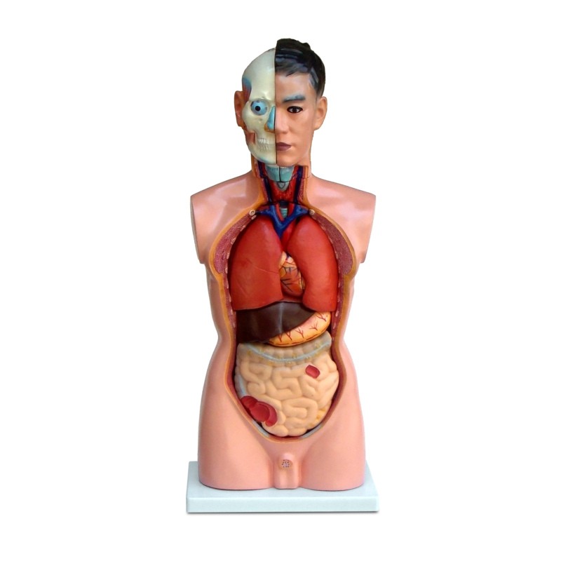 Торс людини 45 см