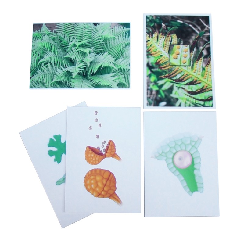 Розмноження папороті