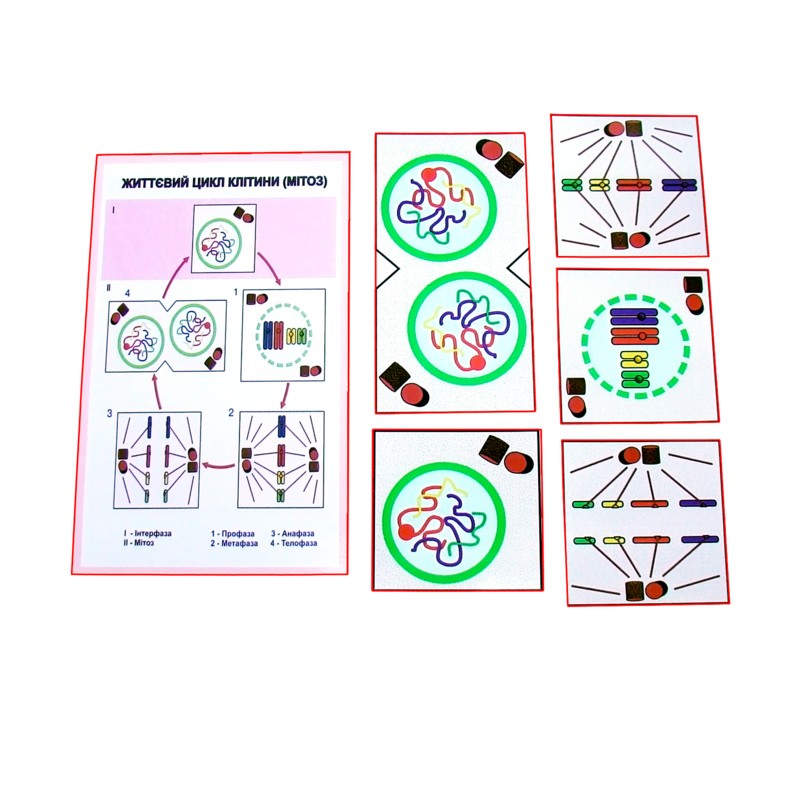 Схема мітозу