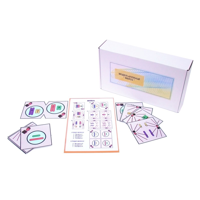 Схема мейозу