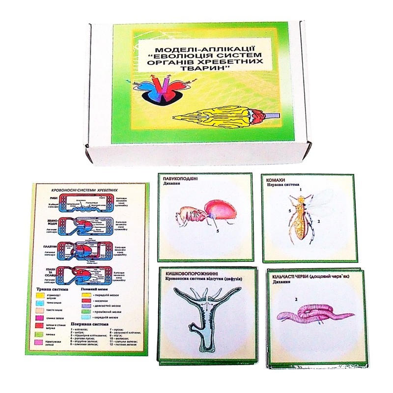 Еволюція системи органів хребетних тварин