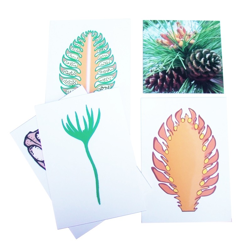 Розмноження сосни