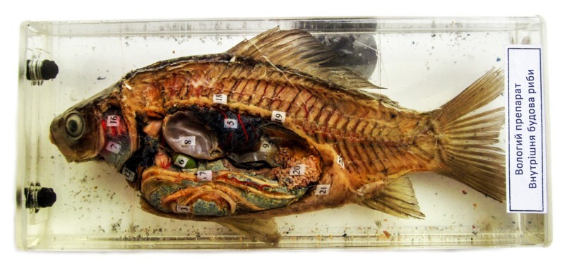 Розвиток кісткової риби