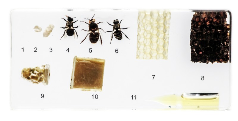 Розвиток медоносної бджоли