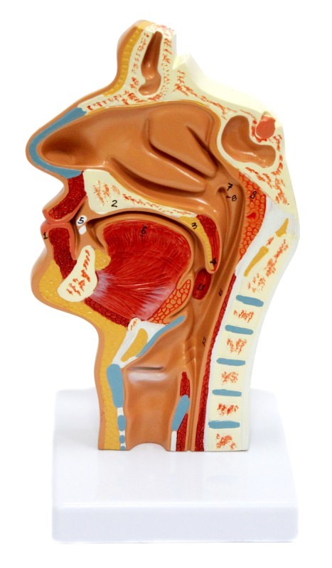 Носоглотка людини