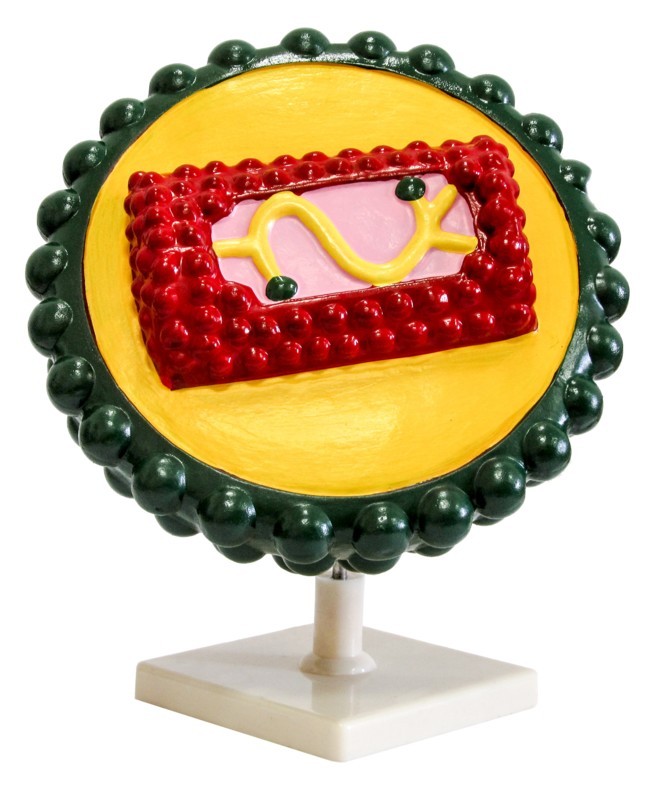 Вірус AIDS (СНІД)