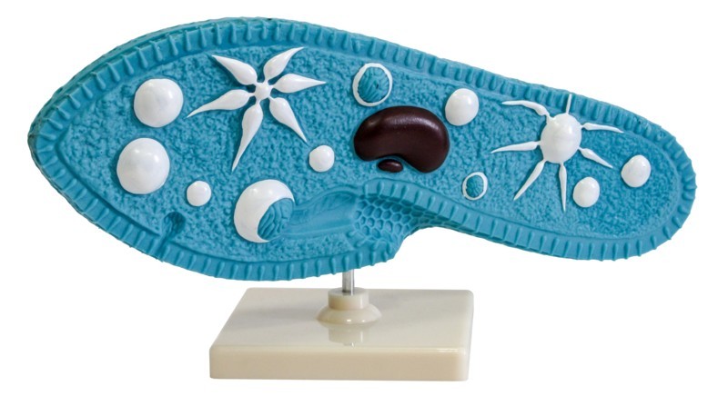 Інфузорія Туфелька