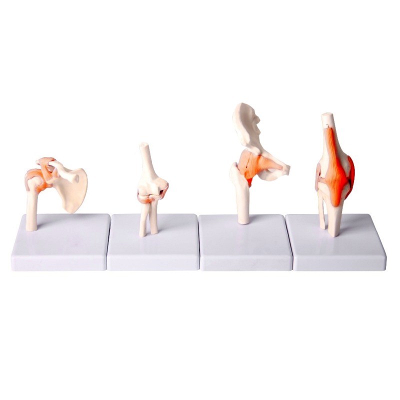 Суглоби людини (різні типи)