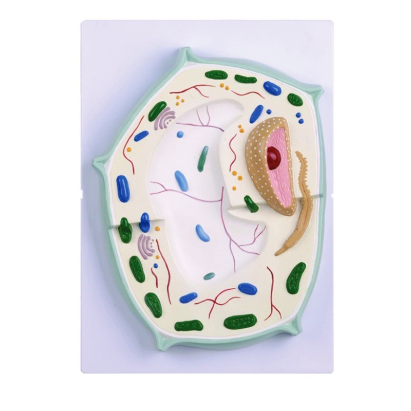 Клітина рослинна