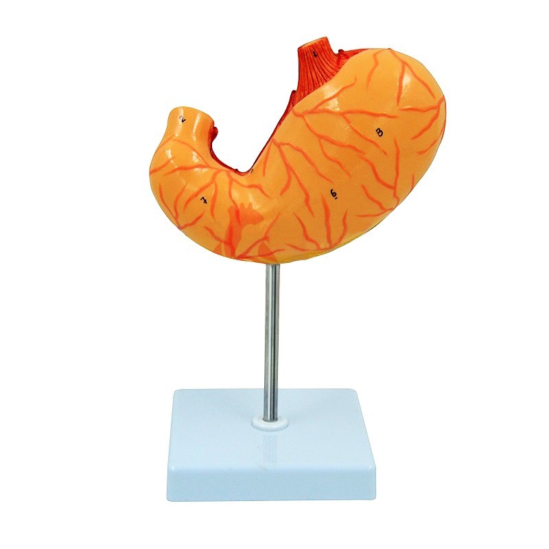 Шлунок людини