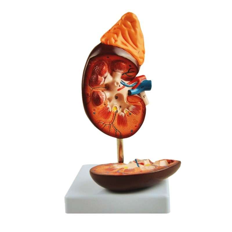 Нирка людини