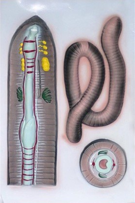 Внутрішня та зовнішня будова дощового черв'яка