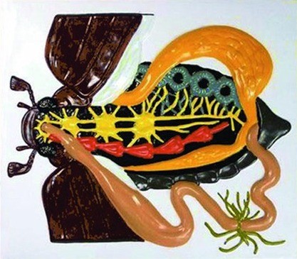 Внутрішня будова хруща