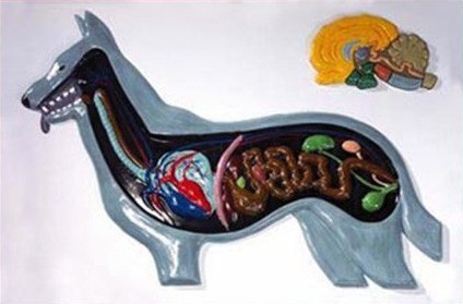 Внутрішня будова собаки