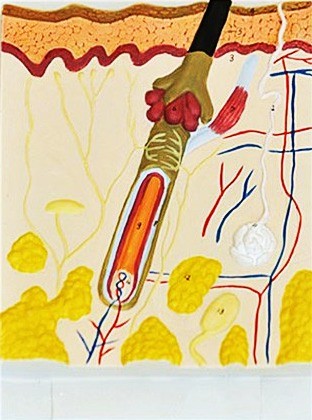 Будова шкіри людини