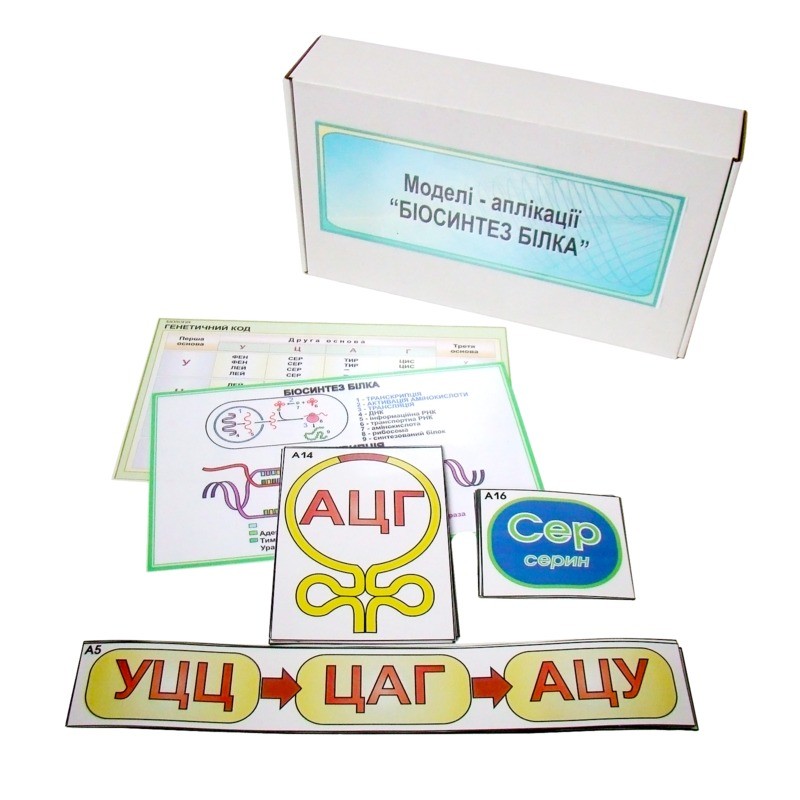 Біосинтез білка