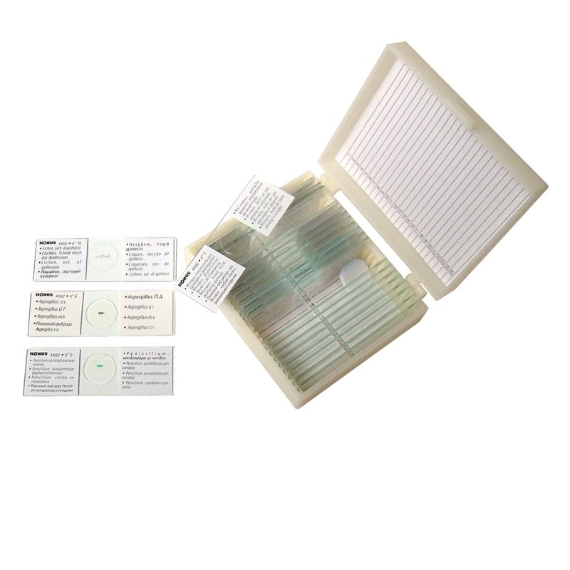 Набір мікропрепаратів «Гриби»