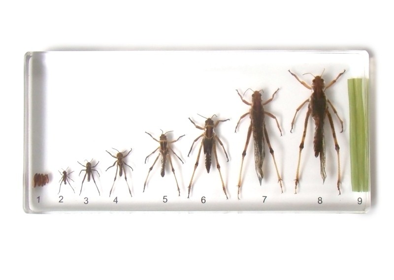 Розвиток цвіркуна