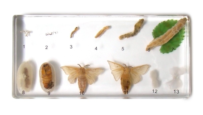 Розвиток шовкопряда