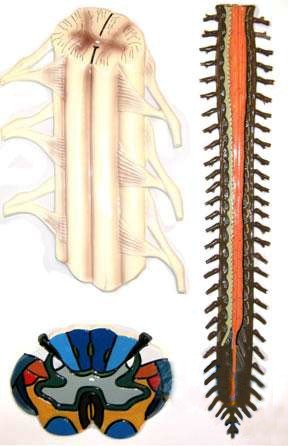 Будова спинного мозку людини