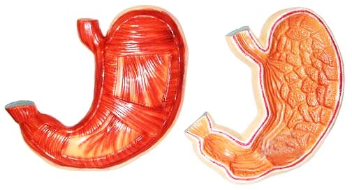 Будова шлунку людини